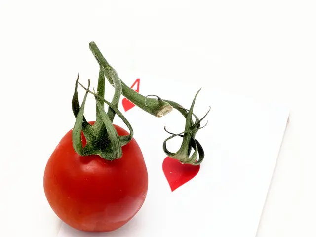 HollywoodBets Registration and Login at Spina Zonke